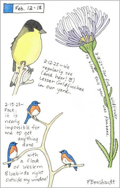My 2025 Perpetual Journal watercolor and pen art of a Lesser Goldfinch; my 2024 Perpetual Journal watercolor and pen art of a Fleabane flower; & my 2023 Perpetual Journal watercolor and pen art of Western Bluebirds, all in Tucson, AZ.