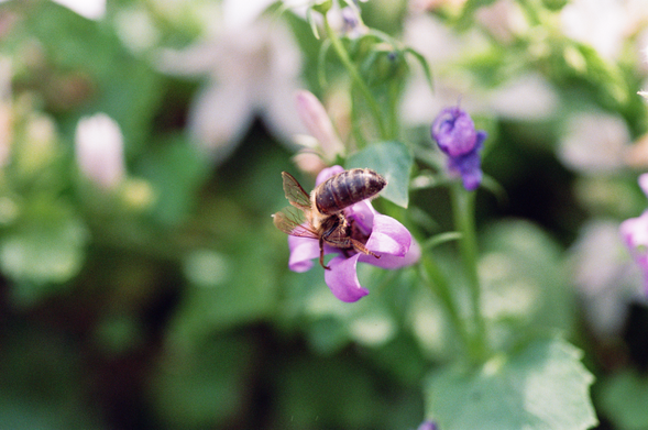 A honey bey gathering pollen on a purple wall bellflower