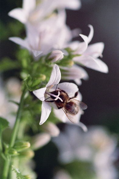 Also a honey gathering pollen on wall belflowers, which are white in this instance.