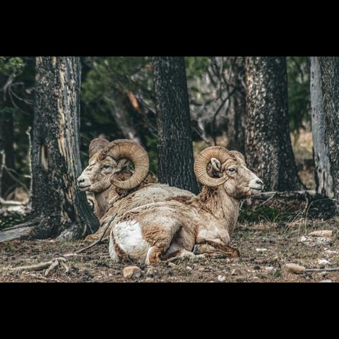 big horned sheeps in the Banff national Park, Alberta,Canada