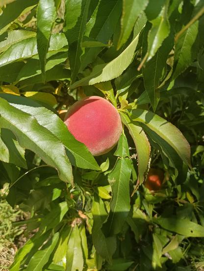dwarf peach tree with fruit