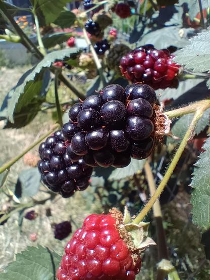 plump blackberries ripening