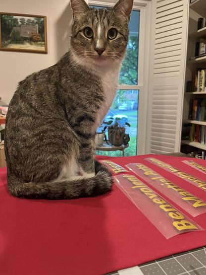 Mr Mittens, a grey and white tabby cat, is looking directly at the camera. He is sitting on top of a red canvas banner. Iron on lettering is visible to his left. Behind him is a bookcase and you can see out of a window to trees beyond.