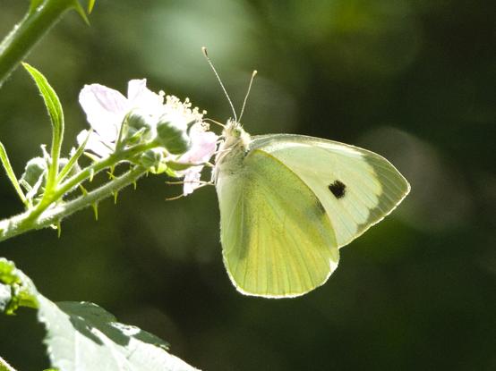 An einer Brombeerblüte sitzt ein Schmetterling mit geschlossenen Flügeln. Der Hinterflügel ist weißlich-gelb, der Vorderflügel ist weiß mit zwei schwarzen Flecken und einer schwarzen Flügelspitze.