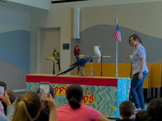 A blue Macaw riding a small bicycle on the small stage, with the other birds in the background watching and waiting for their turn to do their trick