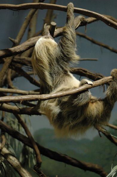 Toe-toed sloth in a zoo, each of its arms is in another branch.