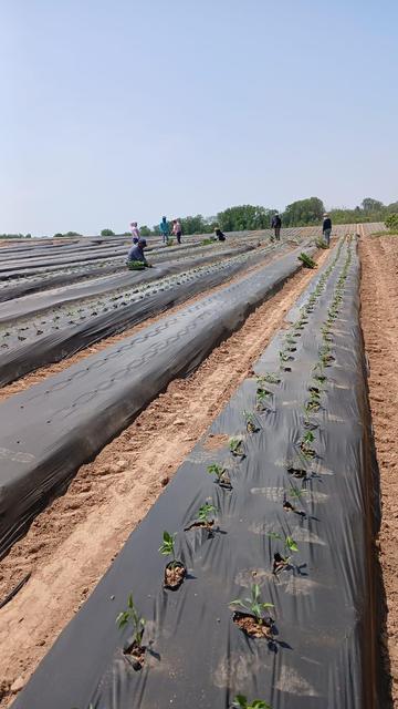 Workers laboring in a tomato field in Western upstate New York in the middle of a heat wave