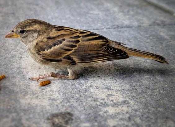 A detailed close-up shows a small, brown house sparrow fledgling with a light brown breast and head, and dark brown and black striped wings. It is perched on a light grey stone or concrete surface, looking to its left. Two small, reddish-brown mealworms are visible on the ground near its feet. The background is a soft blur of similar grey tones.
