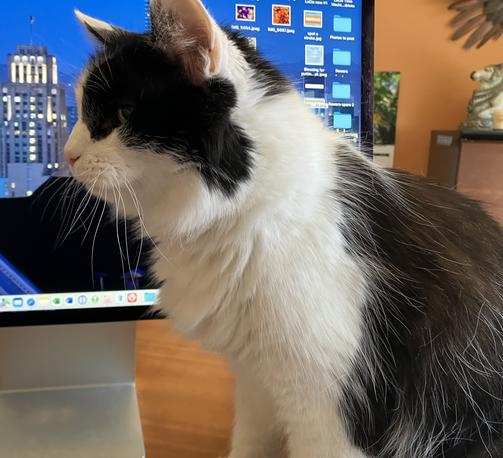 A medium-hair tuxedo cat, sitting on a desk in front of a large computer monitor, seen in profile — so you only see the whiskers on one side of his face.