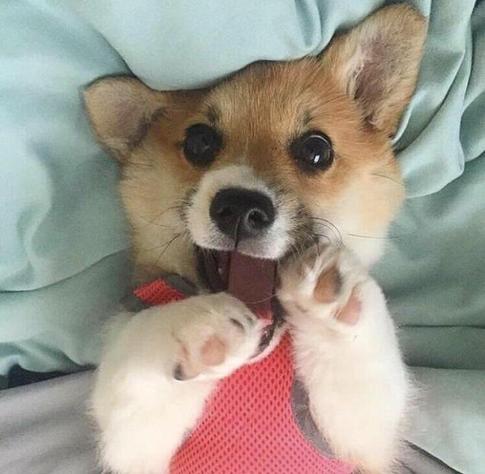Close up of a cute corgi puppy dog lying on its back