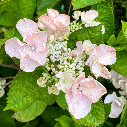 うすピンクのガクアジサイ　真ん中のつぶつぶ部分から真花が開花している　