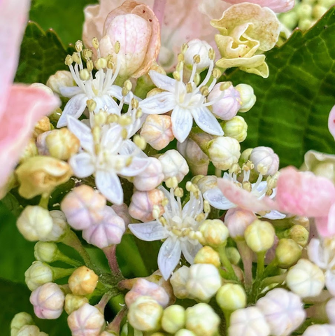 真花のアップ　薄青くとがった5弁の小さな花　おしべが目立つ
