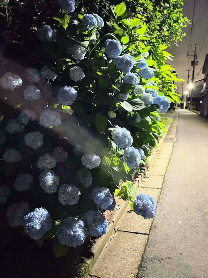 薄青のアジサイ　遠景