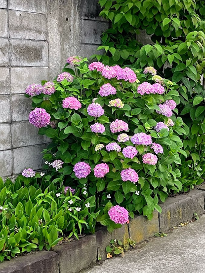 ピンクのアジサイ　まだ緑っぽい花も残る