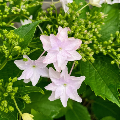 白いガクアジサイの花っぽい部分　尖った八重の花びら　ほんのり赤っぽい