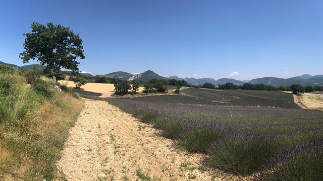 Paysage du sud-est de la France : au premier plan s’étend un champ de lavande, à gauche un beau chêne se découpe sur la ligne d’horizon ourlée de montagnes, le tout sous un ciel bleu pur et lumineux