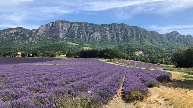 Paysage du sud-est de la France : un champ de lavande, à l’arrière-plan une falaise majestueuse, dans le tiers supérieur un ciel gris-bleu tacheté de quelques nuages