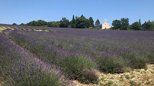 Paysage du sud-est de la France : un champ de lavande, avec à l’arrière-plan un rideau d’arbres au milieu duquel se détache une chapelle blanche, le tout sous un ciel bleu pur et lumineux