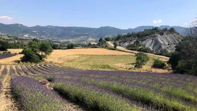Paysage du sud-est de la France : au premier plan un champ de lavande à l’arrière duquel s’élève, à droite, une colline de marnes bleues, à l’horizon une ligne de montagnes, le tout sous un ciel bleu avec quelques petits nuages diffus