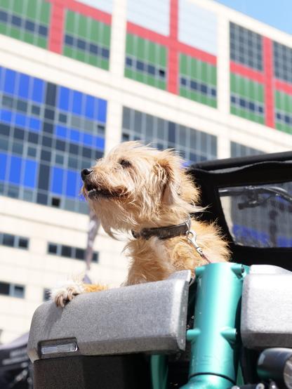 Iggy pop the dog in the basket of a cargo bike