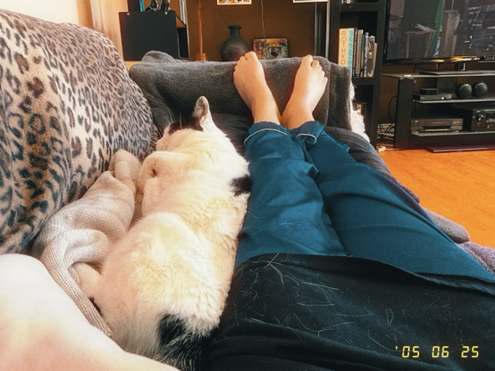 Cat sleeping and nestled up against a person‘s legs on the sofa.