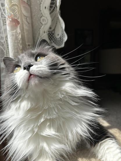 A grey and white kitty with a giant, floofy ruff, illuminated from the side by sunlight from a window. Her nose is tipped up, and her cheeks are fuzzy, whiskery, and cute. Her whiskers on one side stand out starkly against the shadows, long and numerous.