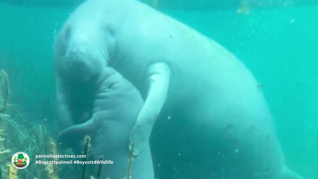 African Manatees 🐋💙 have been a fixture in #African myths for millennia 🇨🇩🇨🇲🇬🇭🇱🇷 Now they a threatened by #palmoil 🌴🩸🔥 #hunting, #cocoa and the pet trade. Help them every time you shop and #Boycottpalmoil 🌴🪔⛔️ #Boycott4Wildlife @palmoildetect https://palmoildetectives.com/2023/10/08/african-manatee-trichechus-senegalensis/?utm_source=mastodon&utm_medium=Palm+Oil+Detectives&utm_campaign=publer