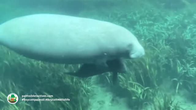 African Manatees 🐋💙 have been a fixture in #African myths for millennia 🇨🇩🇨🇲🇬🇭🇱🇷 Now they a threatened by #palmoil 🌴🩸🔥 #hunting, #cocoa and the pet trade. Help them every time you shop and #Boycottpalmoil 🌴🪔⛔️ #Boycott4Wildlife @palmoildetect https://palmoildetectives.com/2023/10/08/african-manatee-trichechus-senegalensis/?utm_source=mastodon&utm_medium=Palm+Oil+Detectives&utm_campaign=publer