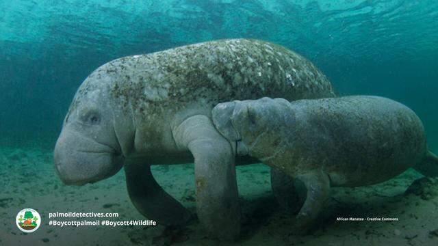 African Manatees 🐋💙 have been a fixture in #African myths for millennia 🇨🇩🇨🇲🇬🇭🇱🇷 Now they a threatened by #palmoil 🌴🩸🔥 #hunting, #cocoa and the pet trade. Help them every time you shop and #Boycottpalmoil 🌴🪔⛔️ #Boycott4Wildlife @palmoildetect https://palmoildetectives.com/2023/10/08/african-manatee-trichechus-senegalensis/?utm_source=mastodon&utm_medium=Palm+Oil+Detectives&utm_campaign=publer