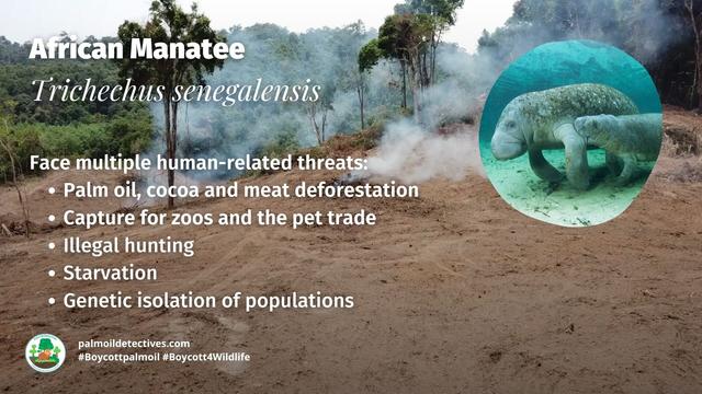 African Manatees 🐋💙 have been a fixture in #African myths for millennia 🇨🇩🇨🇲🇬🇭🇱🇷 Now they a threatened by #palmoil 🌴🩸🔥 #hunting, #cocoa and the pet trade. Help them every time you shop and #Boycottpalmoil 🌴🪔⛔️ #Boycott4Wildlife @palmoildetect https://palmoildetectives.com/2023/10/08/african-manatee-trichechus-senegalensis/?utm_source=mastodon&utm_medium=Palm+Oil+Detectives&utm_campaign=publer