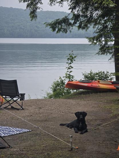 Black lab puppy and kayak on campsite with lake in background