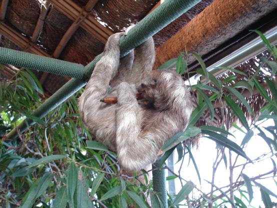 Three-toed sloth eating a carot while hangging from the scaffolding of a house