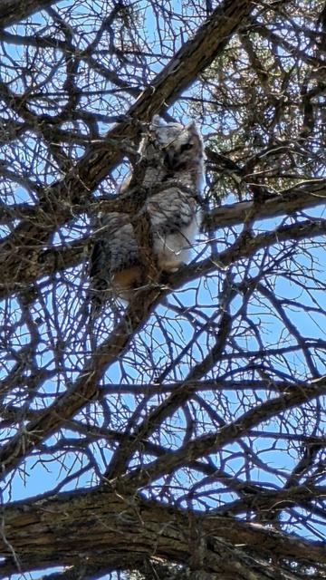 A fledgling owl in a Monterey pine tree