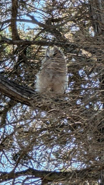 A fledgling owl in a Monterey pine tree