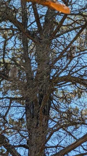 Tell fledgling owls in a Monterey pine tree, near their nest