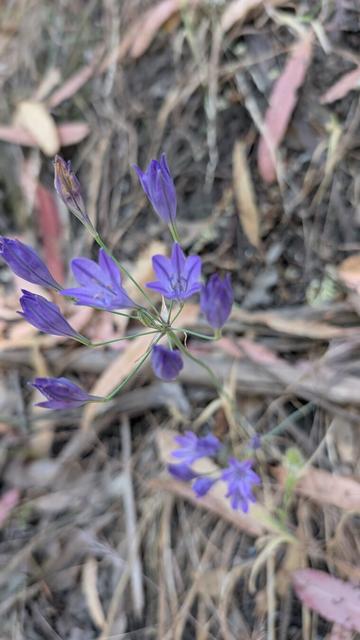 Triteleia laxa Benth. / Ithuriel's spear, according to plantnet, an app on my phone