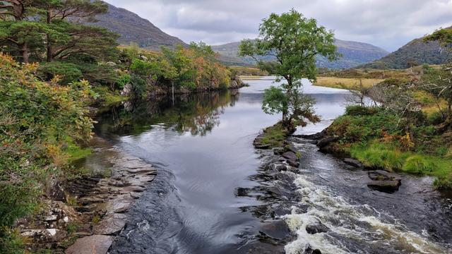 Behind the bridge, half in the river stands a tree