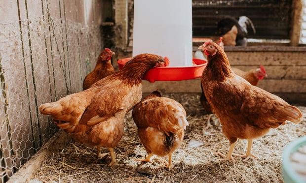 Un gallinero, en una imagen de archivo (Getty Images)