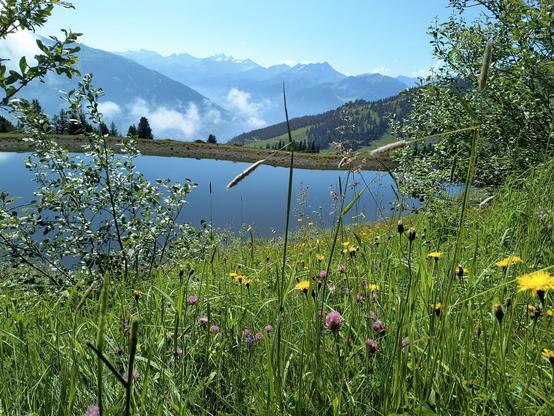 In front of the Speichersee Hochzillertal various purple and yellow alpine flowers can be seen.