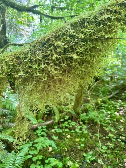 A thick mat of moss hangs broadly from a tree branch in the forest. It is like a shaggy eagle wing of frond upon frond instead of layered feathers.
