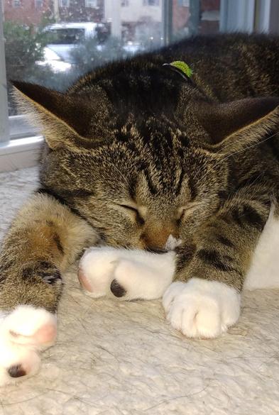 Pax, our little tabby cat with white markings, is fast asleep as she lies on a soft, fuzzy, white window shelf.  Her head is resting on one of her white hind paws.  Her two striped forelegs with white mittens are stretched out straight in front of her.