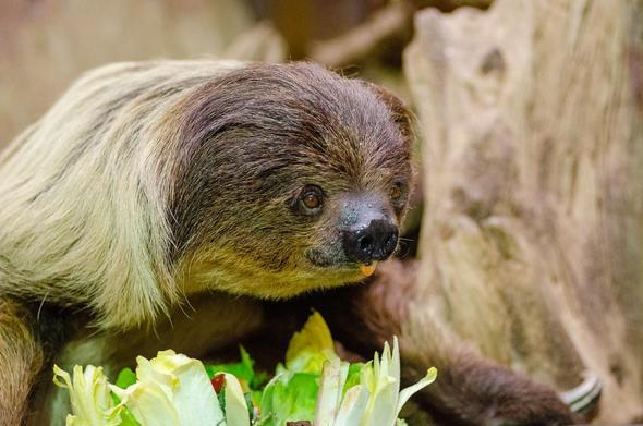 Toe-toed sloth eating salad
