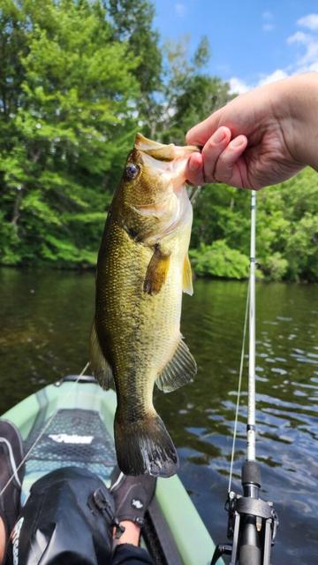 11 fish in 3 hours on the kayak