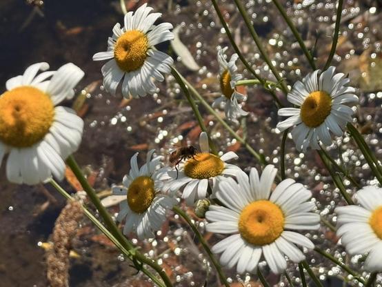 Some sort of bee(?) on a daisy(?) surrounded by other daisies