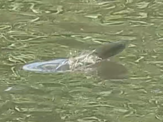 A cropped close-up of one of the fish starting its jump.