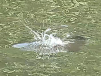 Another blurry screen-grab crop of the same fish re-entering the water.