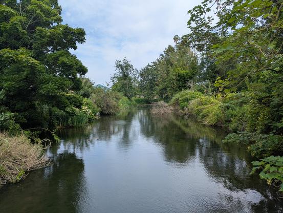 A wide slow-moving stream, which resembles a pond, in the centre of an allotment grounds. The trees are green, the sun is blue (well, partly) and the birds are singing. A small bit of paradise five minutes walk from my house! 🏞️❤️