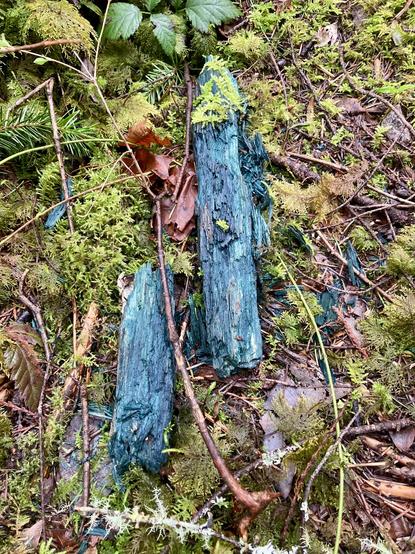 Two small pieces of cobalt blue wood lying in the deep woods on a blanket of moss