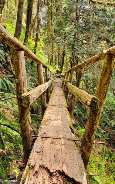 Wooden footbridge made of a single log spans a narrow forest trail, with rough handrails on both sides. Moss covers parts of the bridge and railings. Dense foliage and tall trees surround the path, creating a lush, green environment. Sunlight filters through the canopy above.