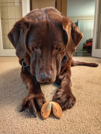 A chocolate lab is looking at a fortune cookie in front of his paws.